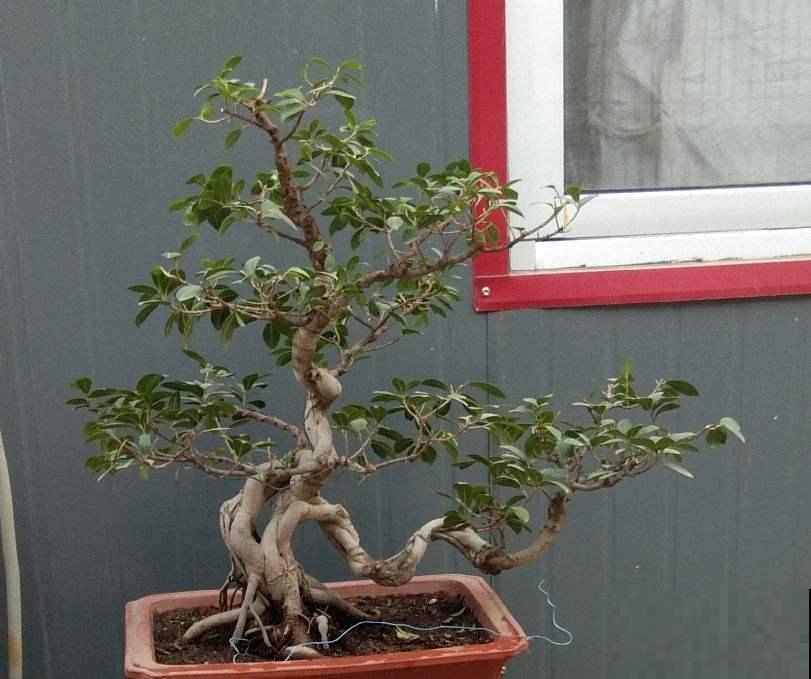 植物换盆技巧,成活率高,换完植物又绿又壮! 植物换盆技巧,成活率高,换完植物又绿又壮!