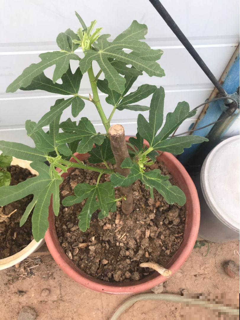 路边捡的无花果枝条，插土里很快生根，一年时间就能结果