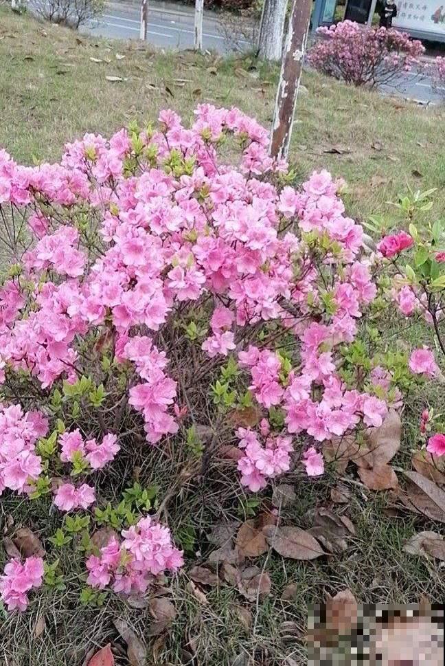 杜鹃和杜鹃花没有什么关系，这名字撞的，有点离谱！