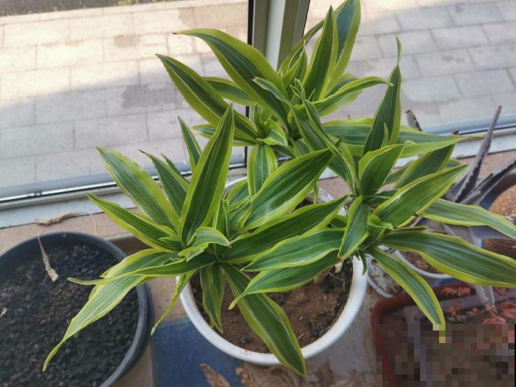 7种花要赶紧砍头,一头变多头,长得是真旺 7种花要赶紧砍头,一头变多头,长得是真旺