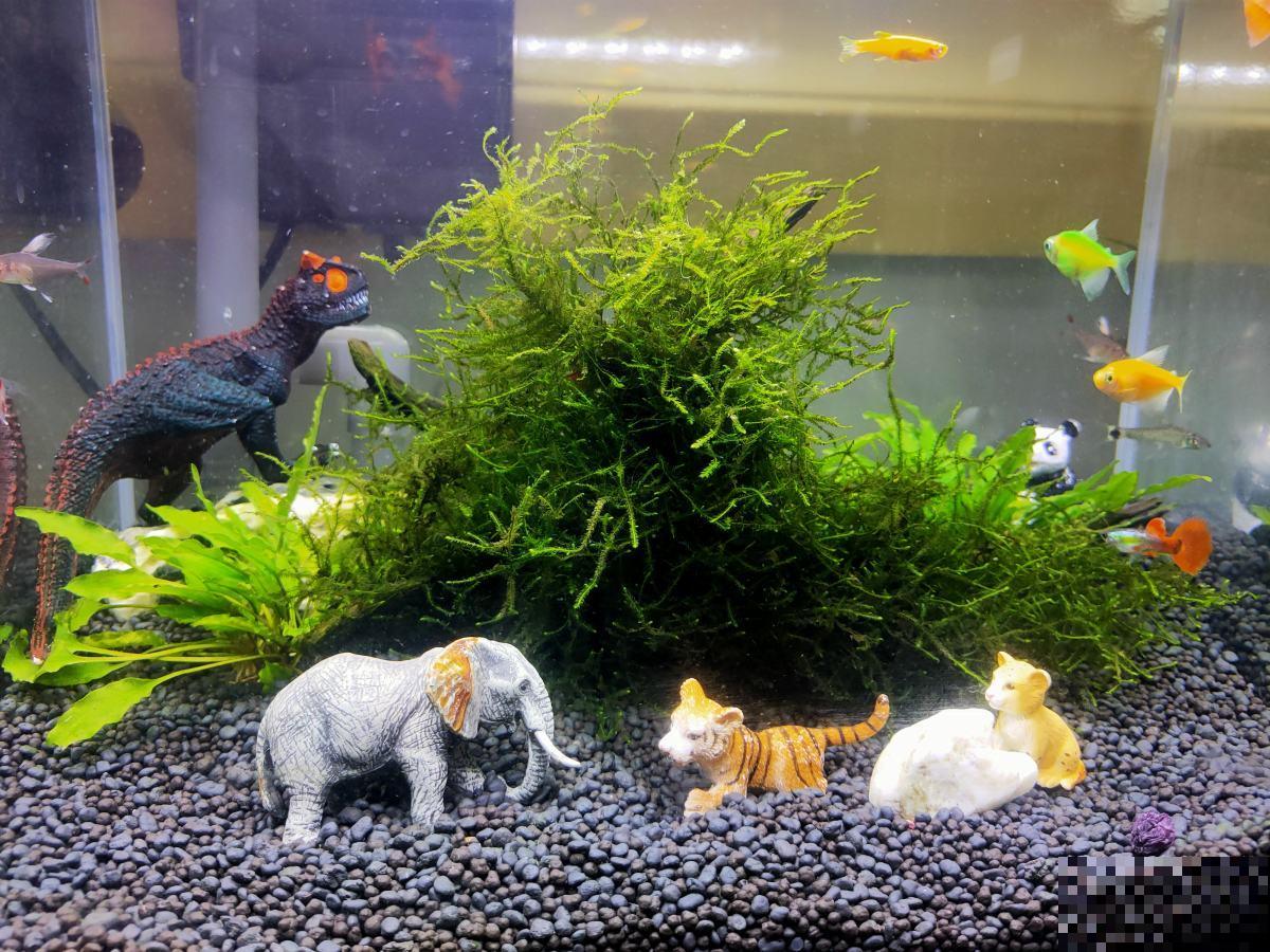 鱼缸水用来浇花，效果超好，叶子油亮有光泽