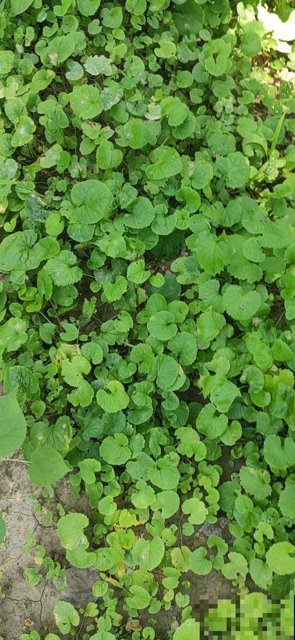 山上常见的野草，居然有大作用，跌打损伤都用它