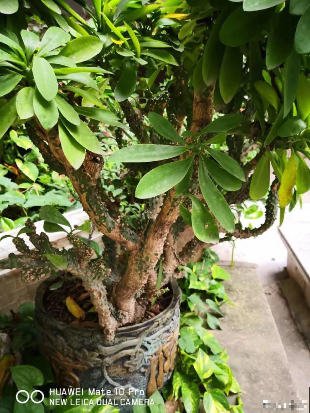 家里养棵“丑八怪”，霸气镇宅，越养越爱