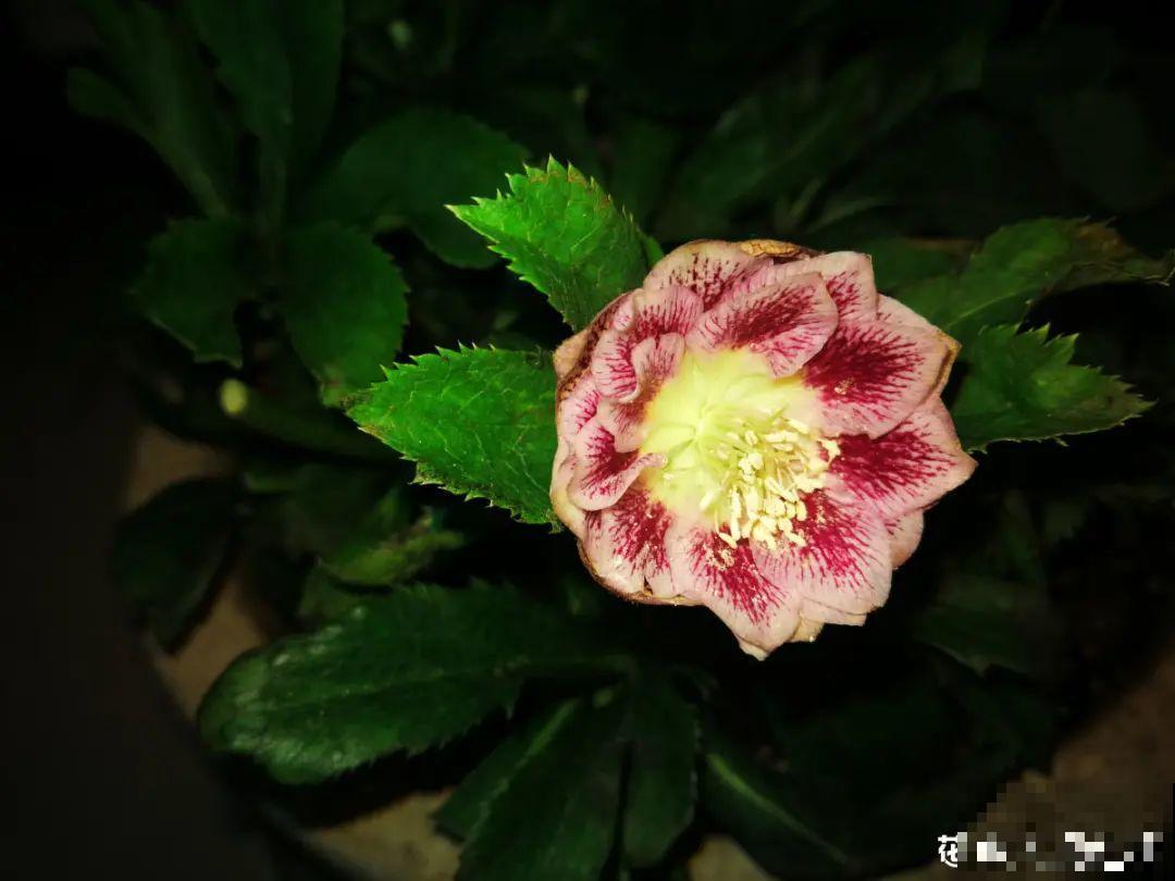 在家种一盆小草,开花的时候,惊艳所有人 在家种一盆小草,开花的时候,惊艳所有人