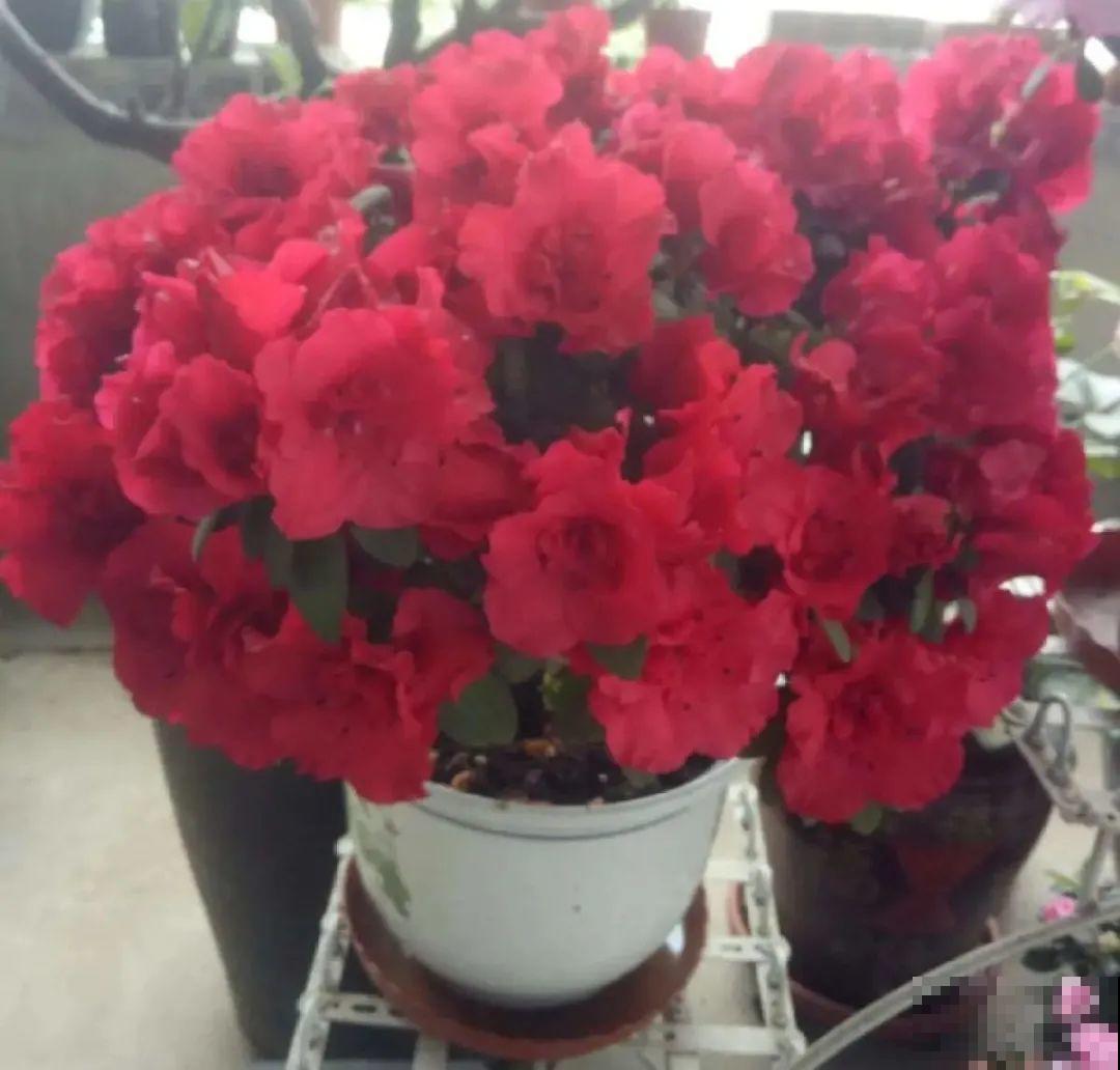 公认的难养花，买一盆死一盆，原来是被动了手脚…