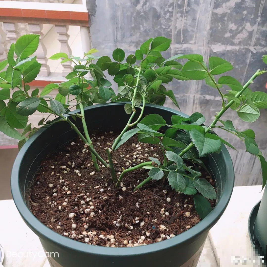 8种花赶紧剃头，剃得越狠，开花越多