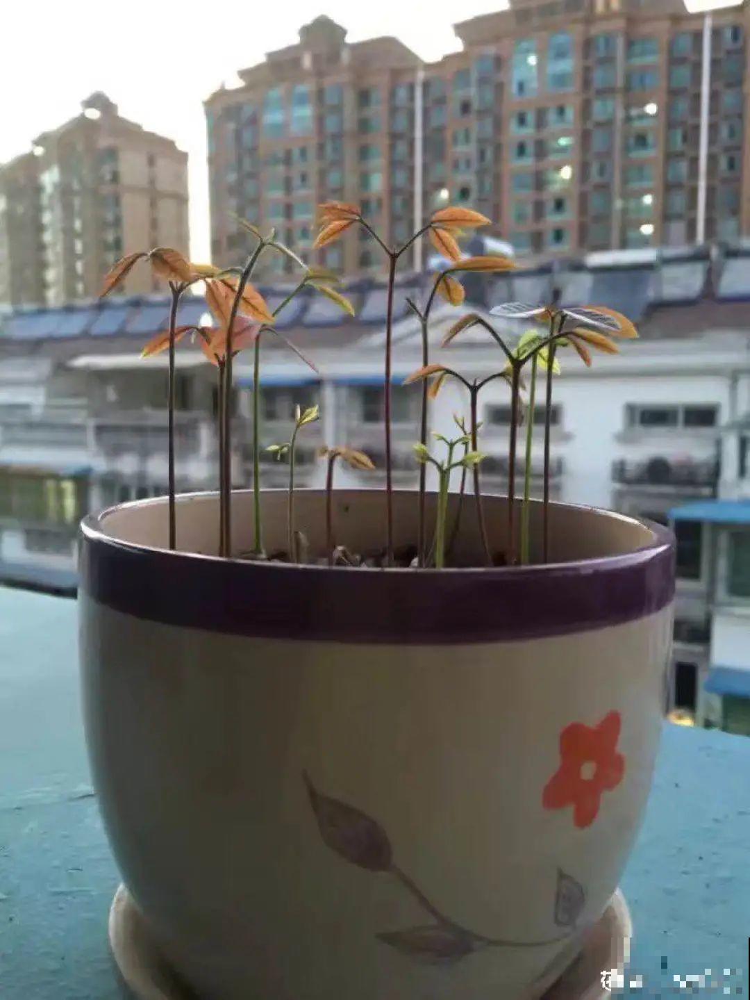 玉米棒子插水里，比绿植长得快，长成清新小盆栽