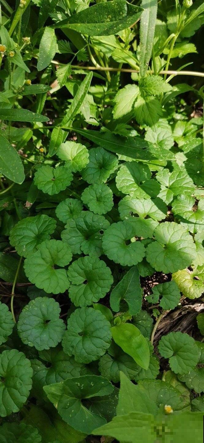 山上常见的野草，居然有大作用，跌打损伤都用它