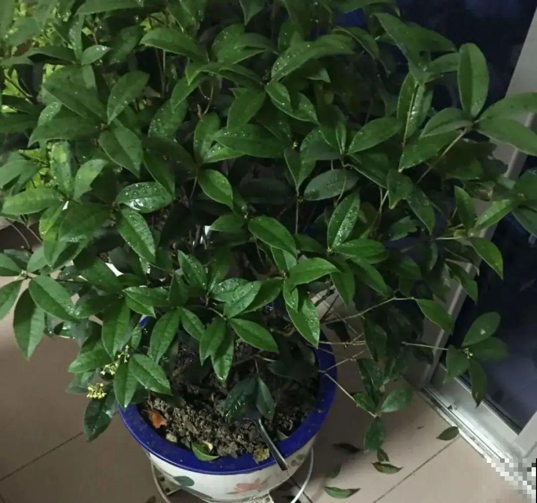 初春浇水要谨慎，浇水浇不对，小心全军覆没