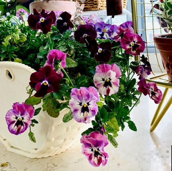 80种常见花卉，读过后，花名难不倒你