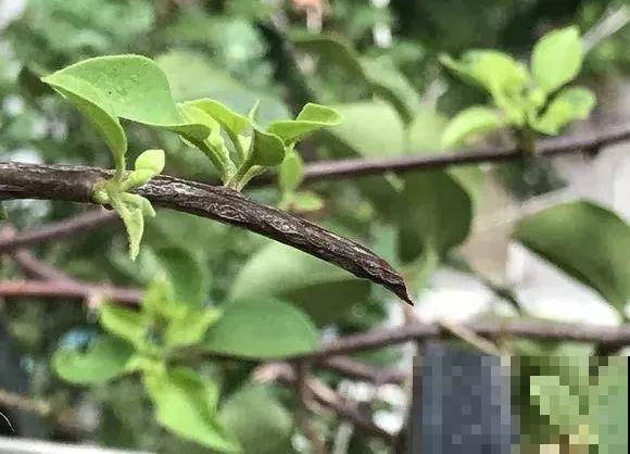 三角梅长不好?赶紧给它摘叶子,摘得越干净,长得越好 三角梅长不好?赶紧给它摘叶子,摘得越干净,长得越好