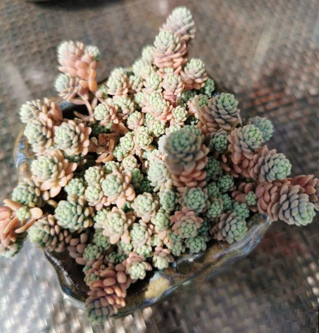 5种铺面多肉,沾土就活,迅速占满每一寸土地 5种铺面多肉,沾土就活,迅速占满每一寸土地