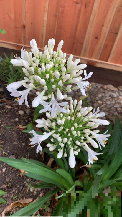 仙气飘飘的落新妇，开花气质独特， 让人一眼就爱上