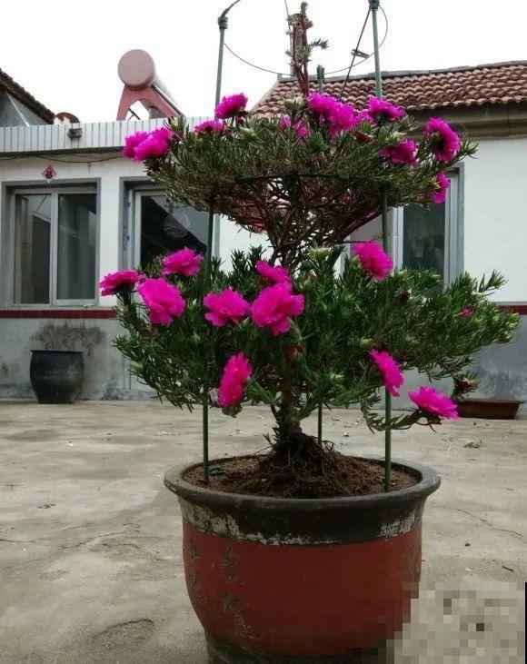 5年的马齿苋，长成“一棵小树”，真头一回见