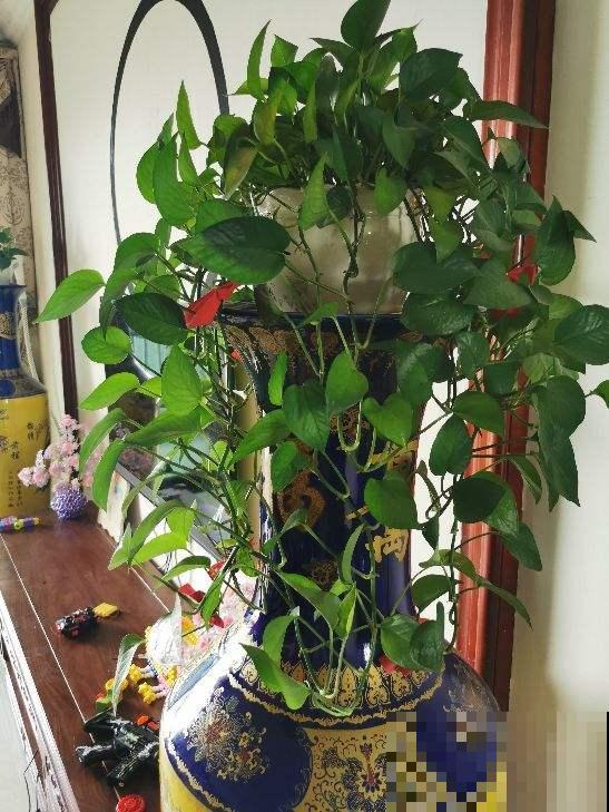 绿萝叶子总发黄，原来问题出在4个方面，再不管就只剩盆了