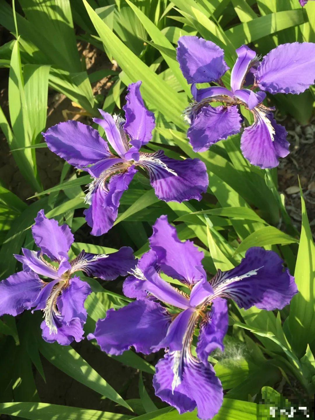 37摄氏度的院子，养这5种花，耐热耐晒开花多