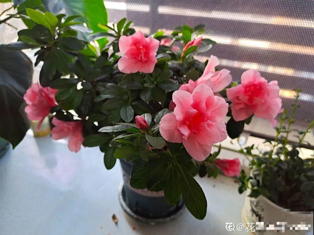 春天多给花喷水，叶子越来越油绿，长势更好