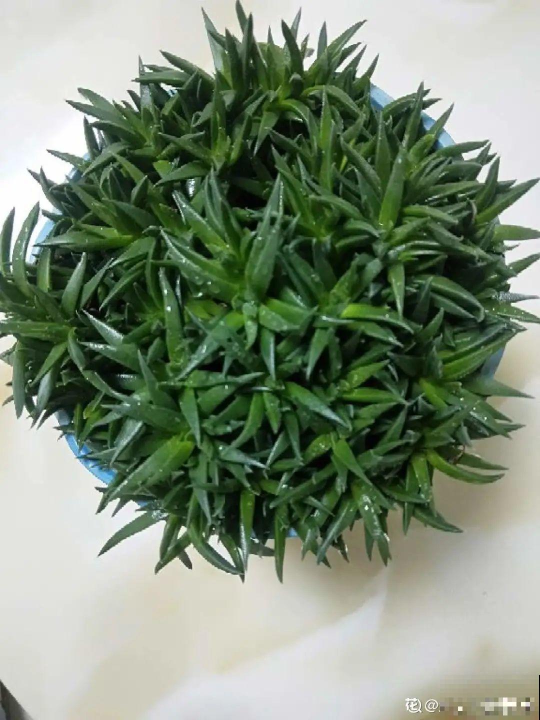 多肉开花不常见，但是颜值还挺高，你会不会剪掉？