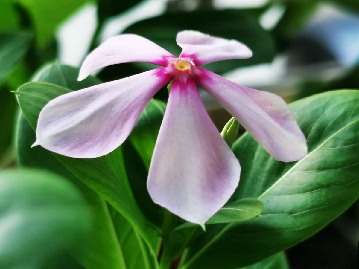 家里有个小院子，养花喝茶一辈子