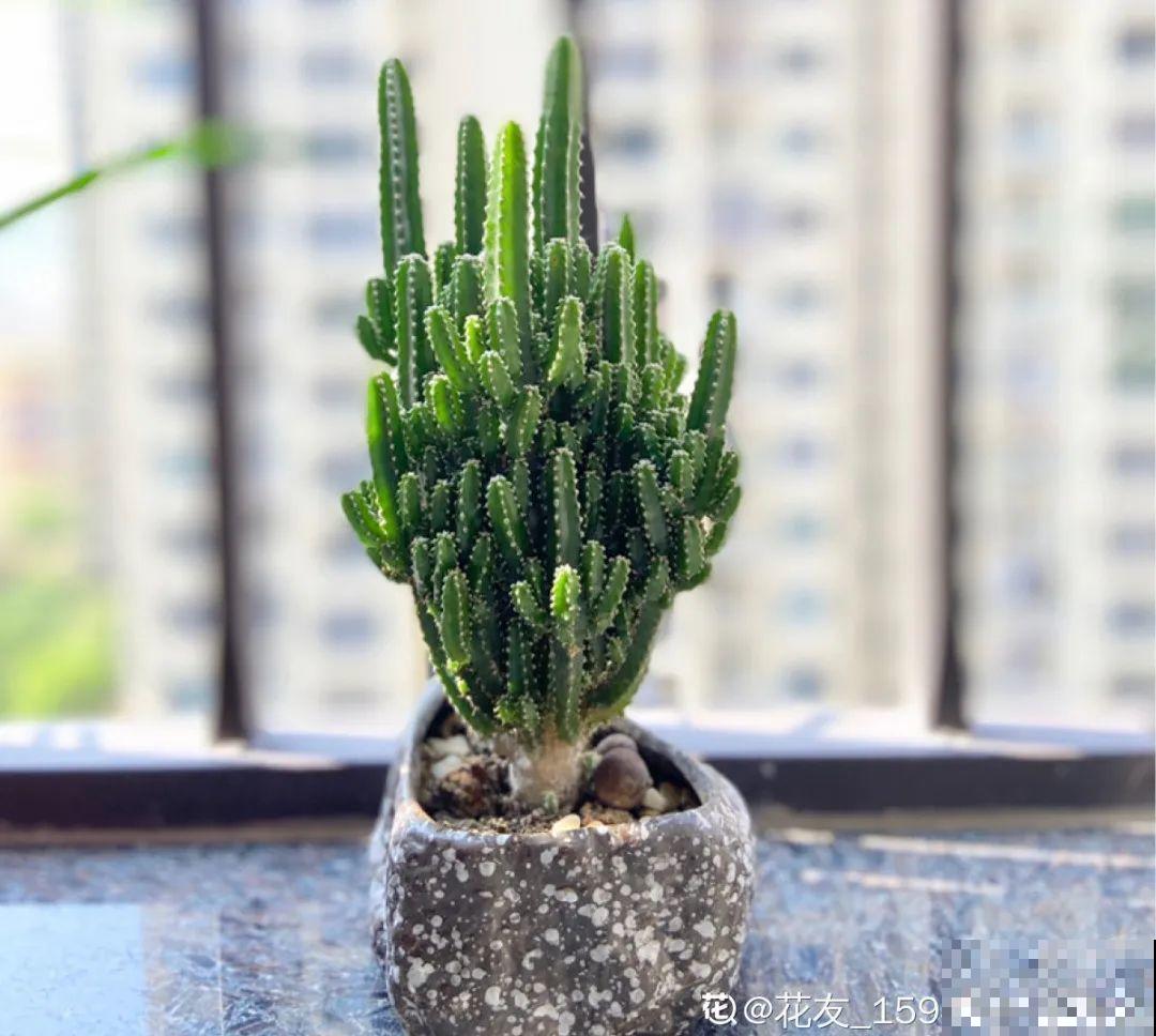 小花盆里养花,选对品种很重要,也能开花爆盆 小花盆里养花,选对品种很重要,也能开花爆盆