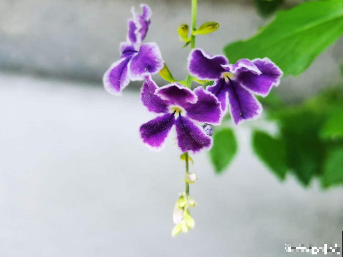 带有巧克力香味的“美人花”,名叫蕾丝金露,皮实好养开花多 带有巧克力香味的“美人花”,名叫蕾丝金露,皮实好养开花多