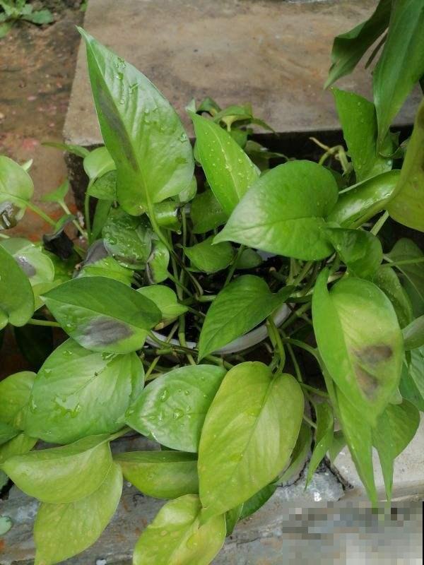 天气越来越热,植物晒伤不是小事儿,要重视起来 天气越来越热,植物晒伤不是小事儿,要重视起来