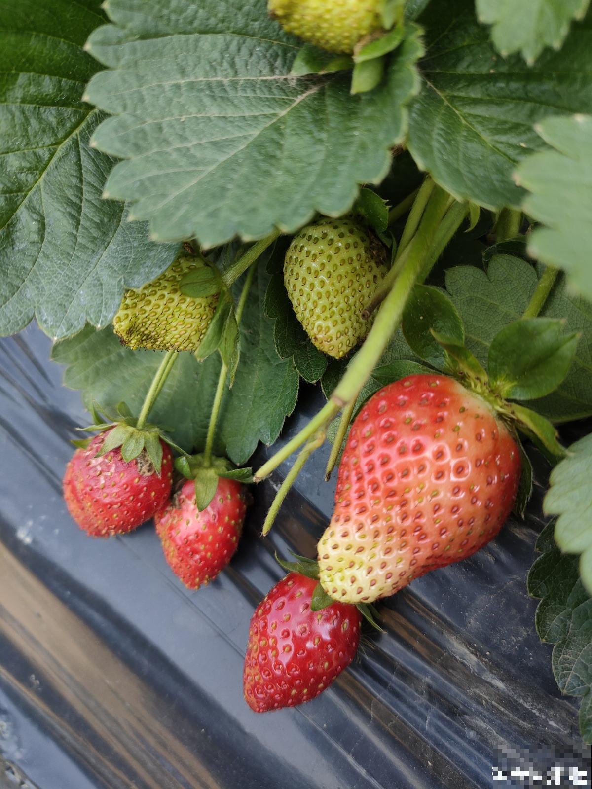 春天在家养盆草莓,初夏就能吃只需一块草莓皮 春天在家养盆草莓,初夏就能吃只需一块草莓皮