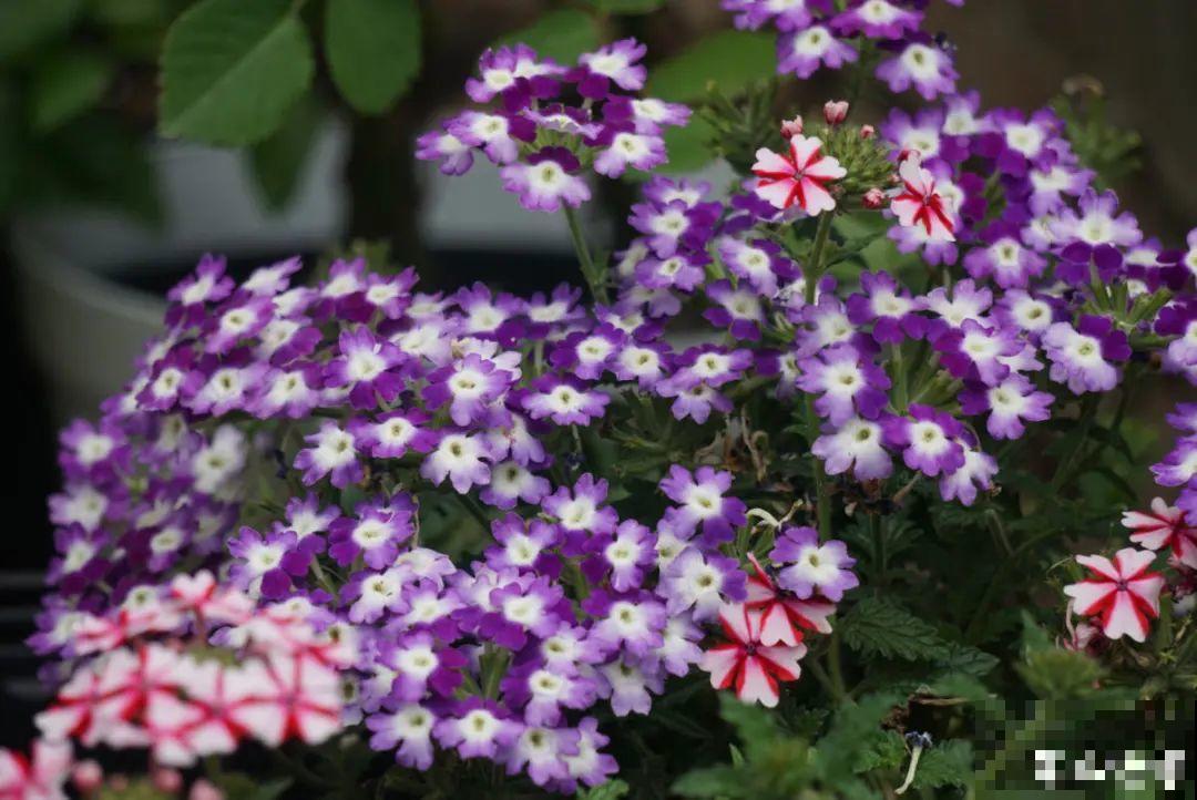 大岩桐特耐阴，每天一两个小时光照，一年开花上百天