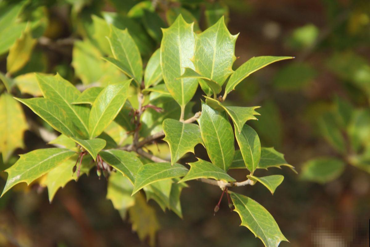 家里养棵“九里香”,香气扑鼻,从此屋里的除臭剂就省了! 家里养棵“九里香”,香气扑鼻,从此屋里的除臭剂就省了!