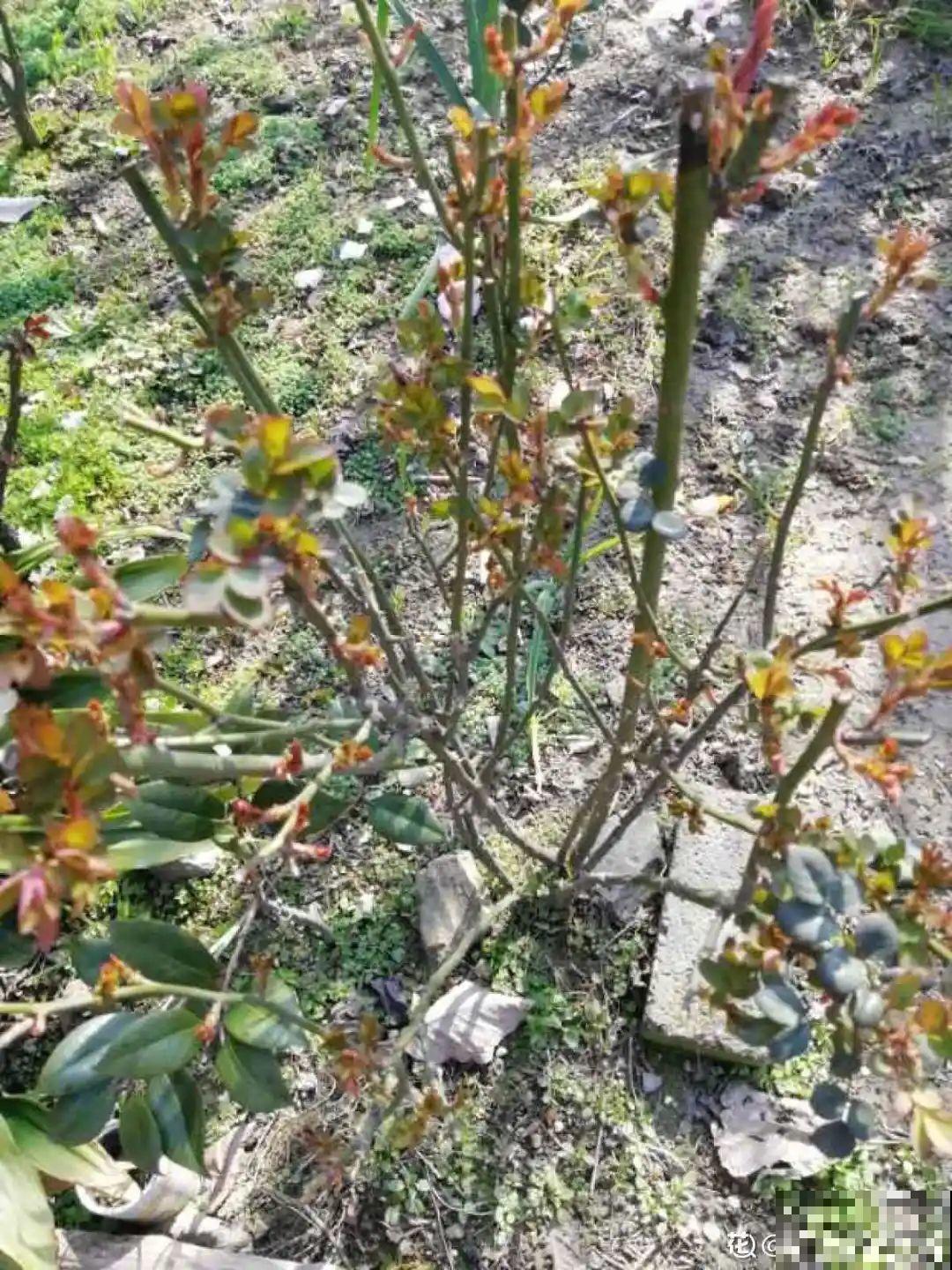 三角梅长不好?赶紧给它摘叶子,摘得越干净,长得越好 三角梅长不好?赶紧给它摘叶子,摘得越干净,长得越好