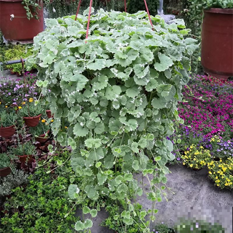 山上常见的野草，居然有大作用，跌打损伤都用它