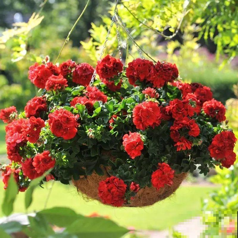垂吊天竺葵,1年能开上百天,好养不占地儿 垂吊天竺葵,1年能开上百天,好养不占地儿