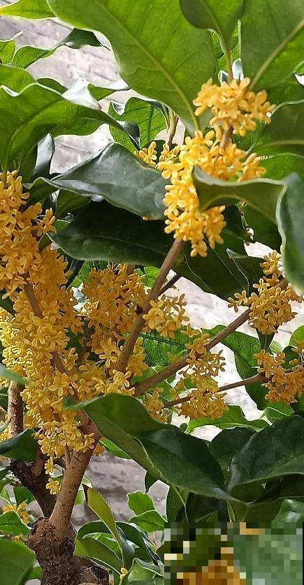 家里养棵“九里香”,香气扑鼻,从此屋里的除臭剂就省了! 家里养棵“九里香”,香气扑鼻,从此屋里的除臭剂就省了!