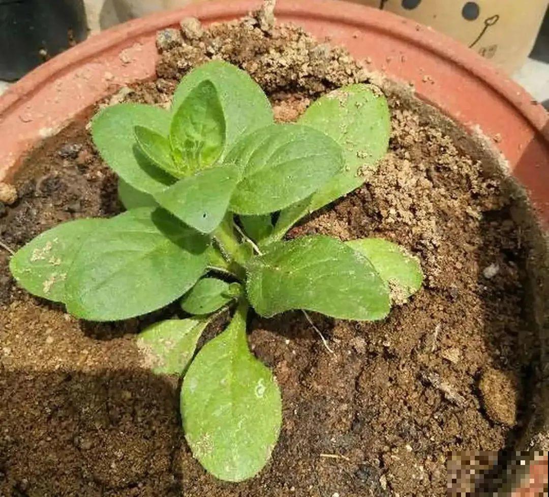 春天最佳繁殖季，扦插播种分株压条，成活率特高