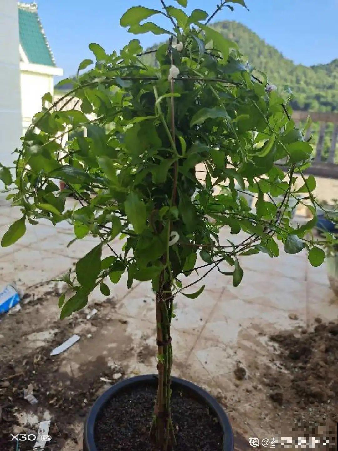 养多肉不用买花盆,只需一些水泥,自己就能DIY做花盆 养多肉不用买花盆,只需一些水泥,自己就能DIY做花盆