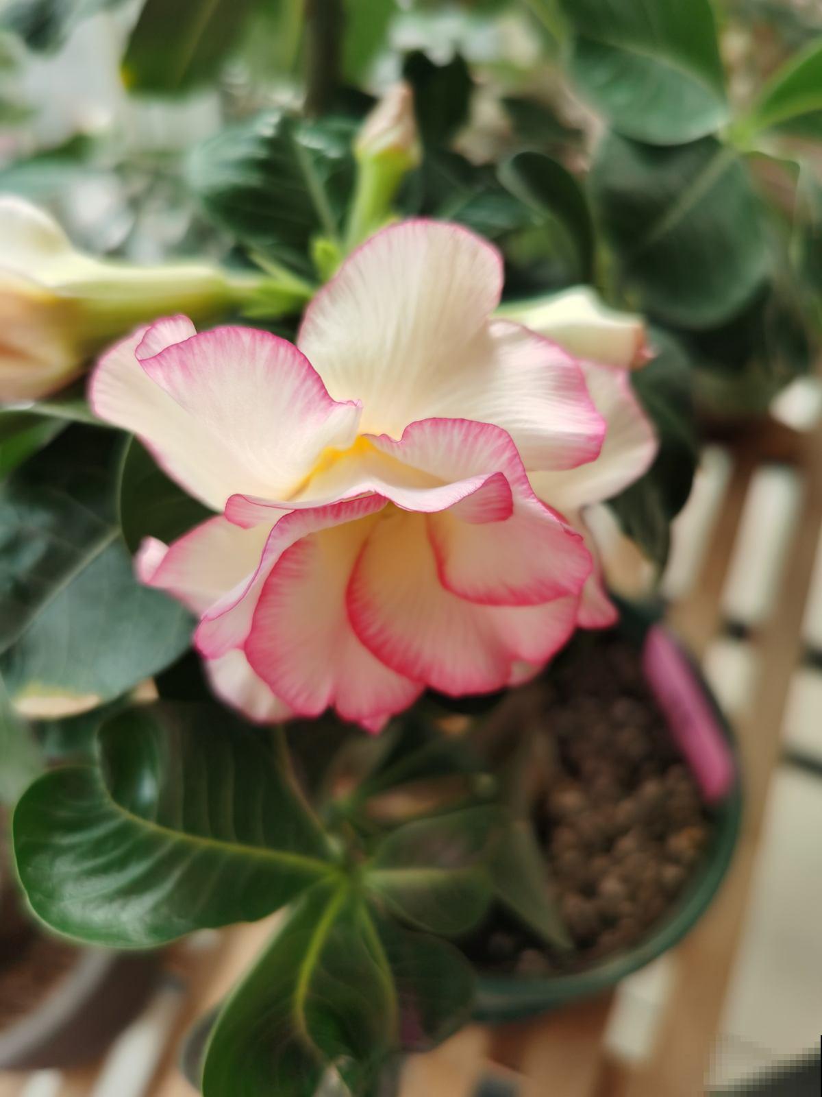 学校让孩子带盆花,可难坏了父母,到底带啥花好呢? 学校让孩子带盆花,可难坏了父母,到底带啥花好呢?