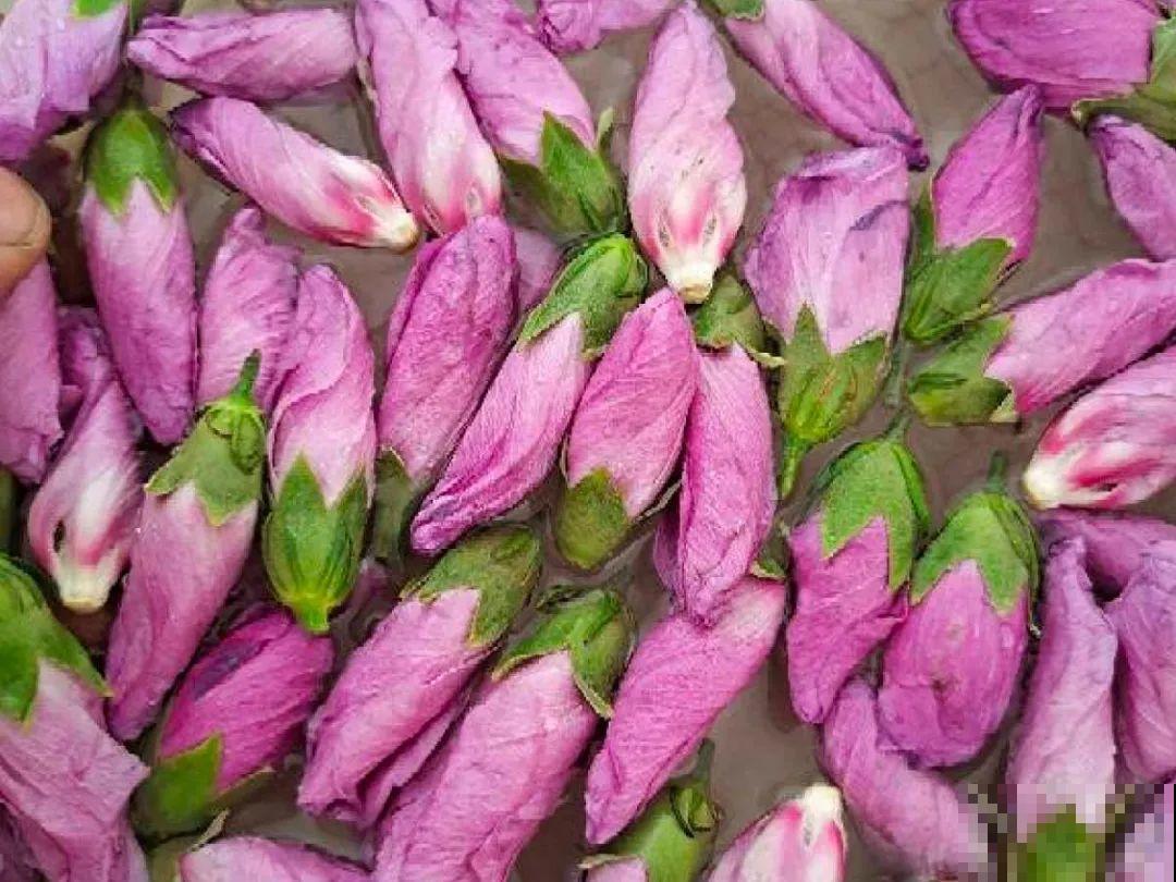 香飘飘的花,吃一口满嘴花香,再不吃就没了 香飘飘的花,吃一口满嘴花香,再不吃就没了