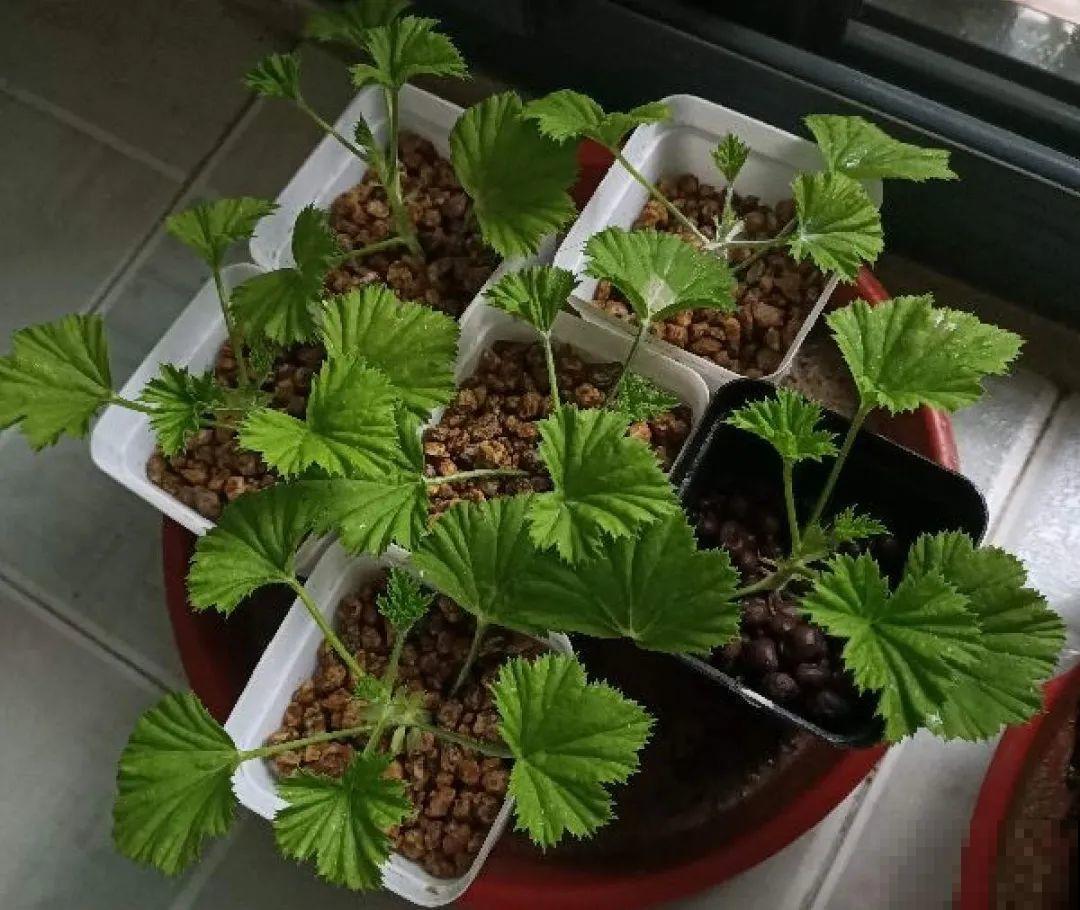 大岩桐特耐阴，每天一两个小时光照，一年开花上百天