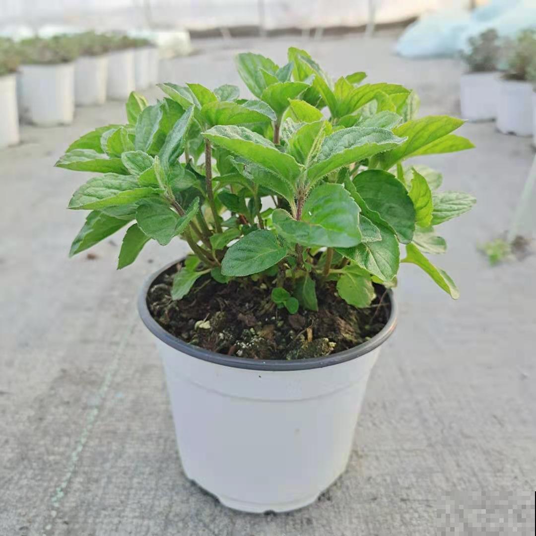 春天开始养薄荷, 等到天热了,爆出一大盆 春天开始养薄荷, 等到天热了,爆出一大盆