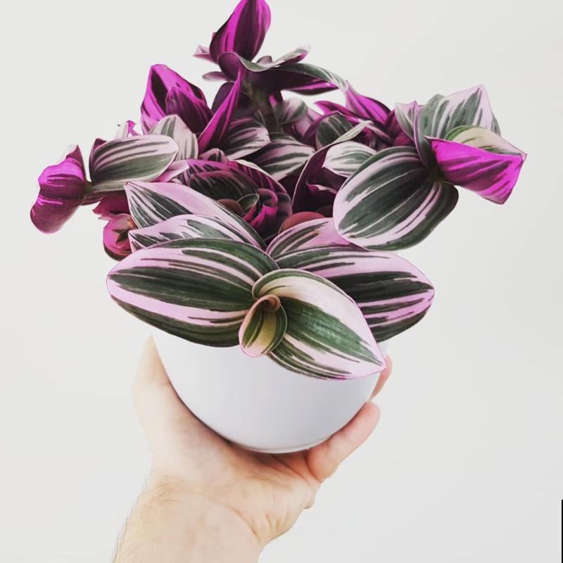 4种“省钱植物”，实在太贴心，掐个枝条插土里就能活