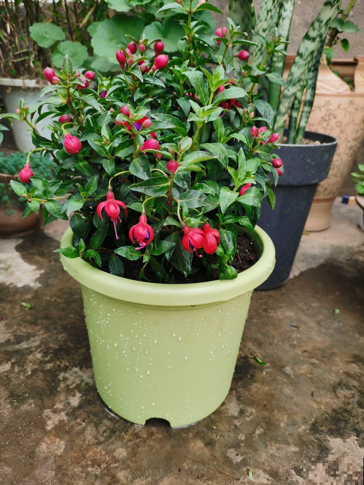 花盆的作用大多数人都忽视了，现在选好了，养花特省事！