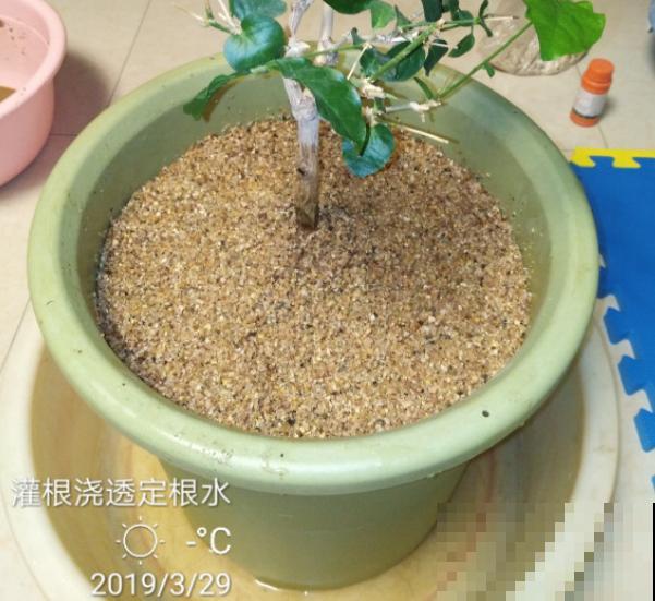 蝴蝶兰现在还不换盆，水苔容易发霉 ，越长越差劲