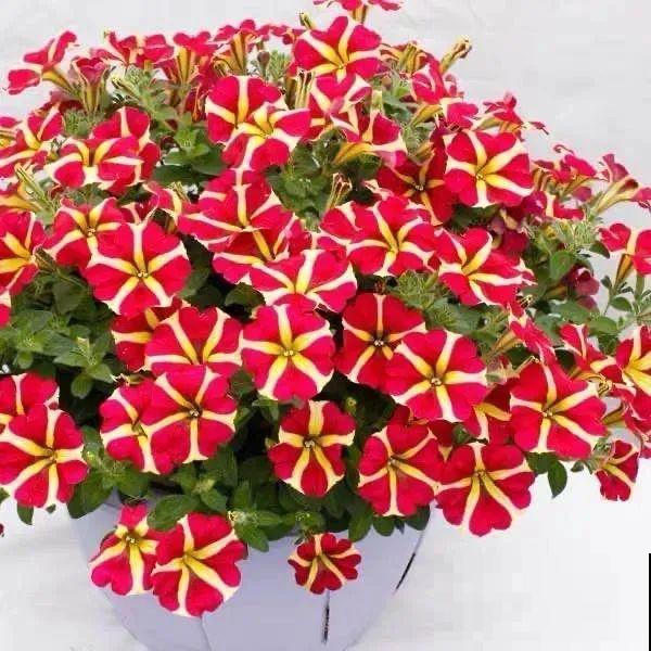 矮牵牛得剪一剪，才能开花多，满盆都是花苞！