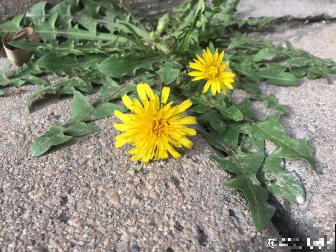 春天的野菜大全,小心辨认,千万别挖错了 春天的野菜大全,小心辨认,千万别挖错了