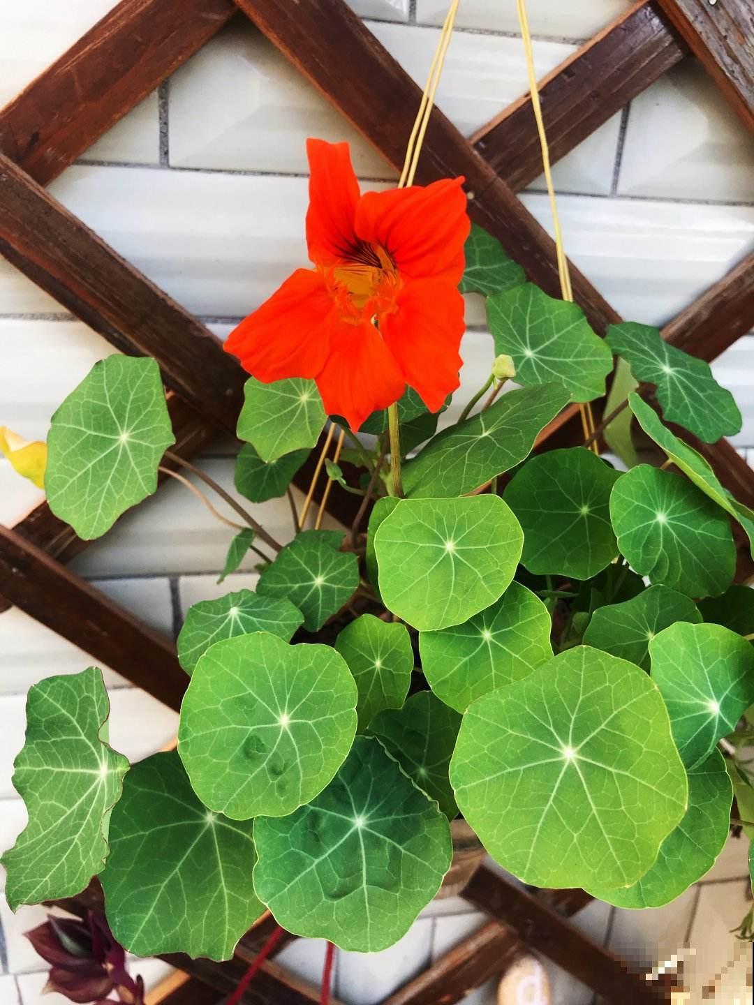 适合新手养的爬藤花，春天养在向阳处，藤条爬满墙