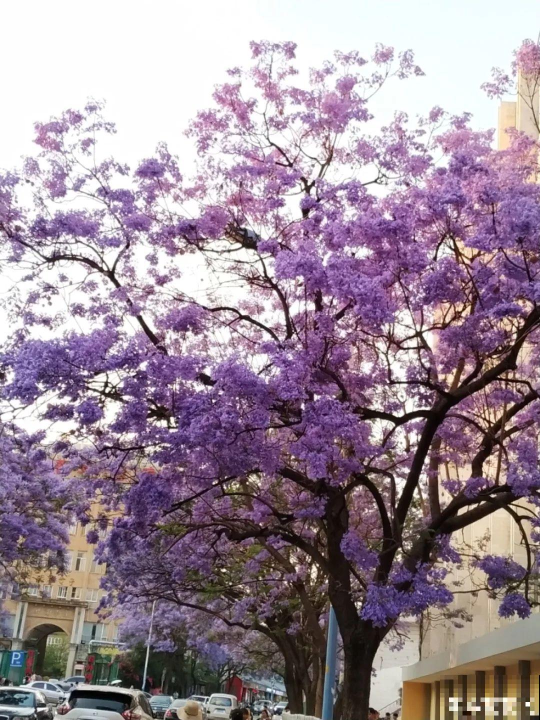 清明赏花，带上这份花卉图谱，变身行走的识花机器