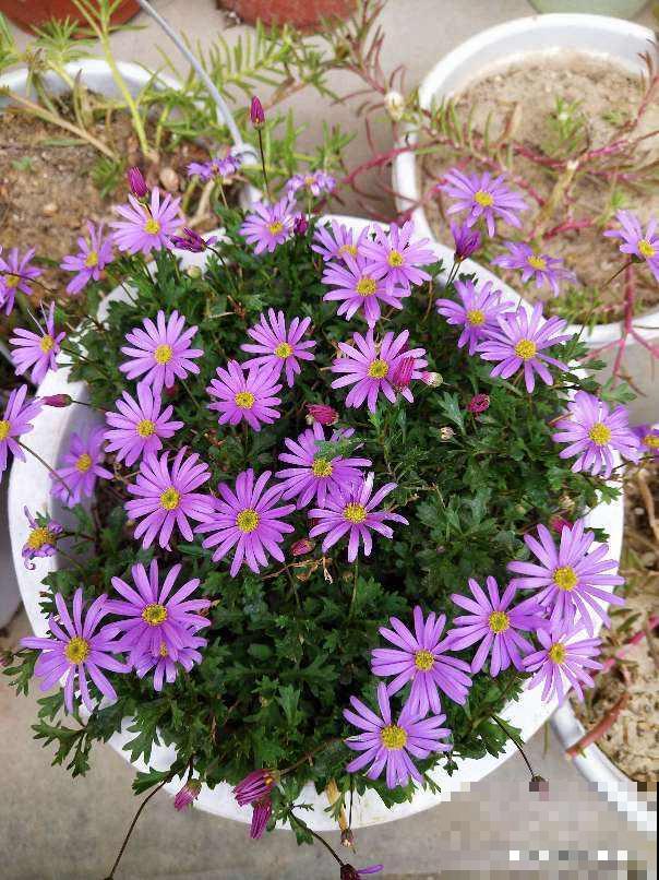 养花记住“两多”,养开花没问题,新手也能养爆盆 养花记住“两多”,养开花没问题,新手也能养爆盆