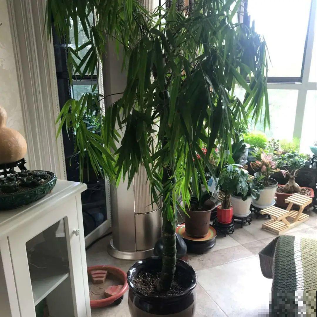 植物长了个大肚子，超级耐旱，一个月不浇水也死不了