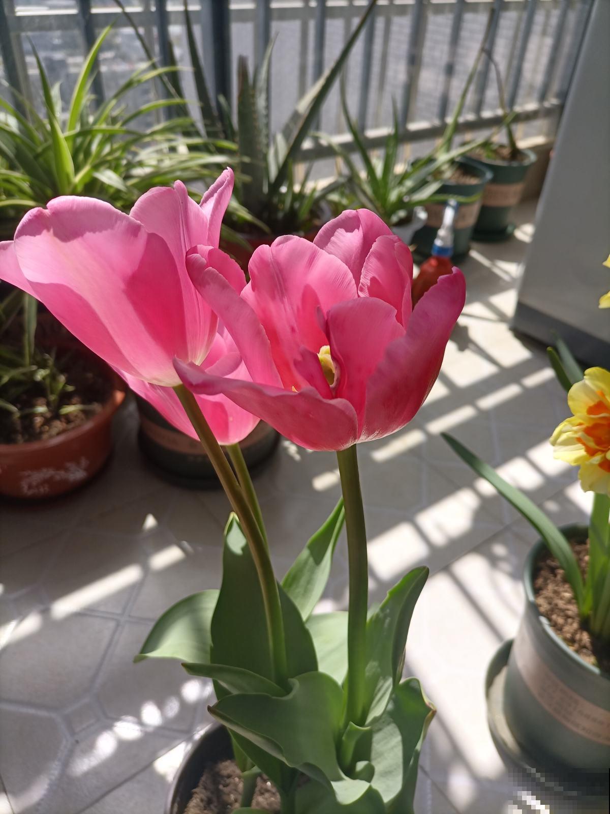 5种花真是“一举两得”,开花之后剪下来,插花瓶里颜值更高 5种花真是“一举两得”,开花之后剪下来,插花瓶里颜值更高