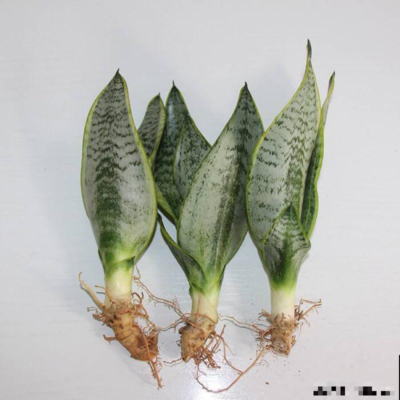 虎皮兰扦插，剪成小段晾一晾，插土里面一周就能活！